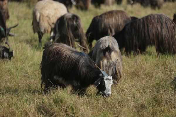 Goats Arrive in Sallaghari, Bhaktapur for Dashain Festival Sale