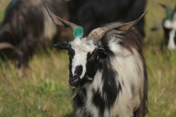 Goats Arrive in Sallaghari, Bhaktapur for Dashain Festival Sale