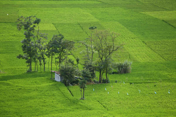 Green Terraces of Lalitpur – September 2, 2025
