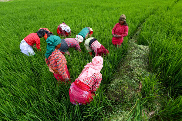 Green Terraces of Lalitpur – September 2, 2025