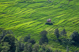Green Terraces of Lalitpur – September 2, 2025