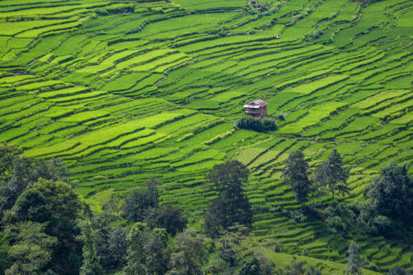 Green Terraces of Lalitpur – September 2, 2025