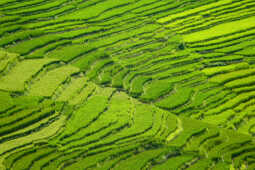Green Terraces of Lalitpur – September 2, 2025