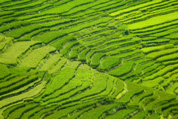 Green Terraces of Lalitpur – September 2, 2025