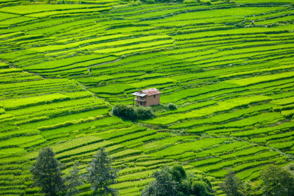 Green Terraces of Lalitpur – September 2, 2025