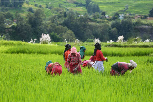 Green Terraces of Lalitpur – September 2, 2025