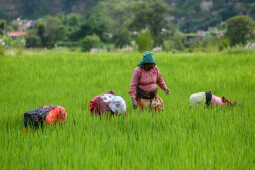 Green Terraces of Lalitpur – September 2, 2025