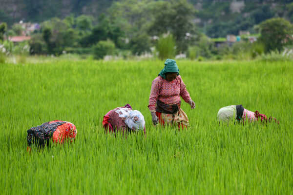 Green Terraces of Lalitpur – September 2, 2025