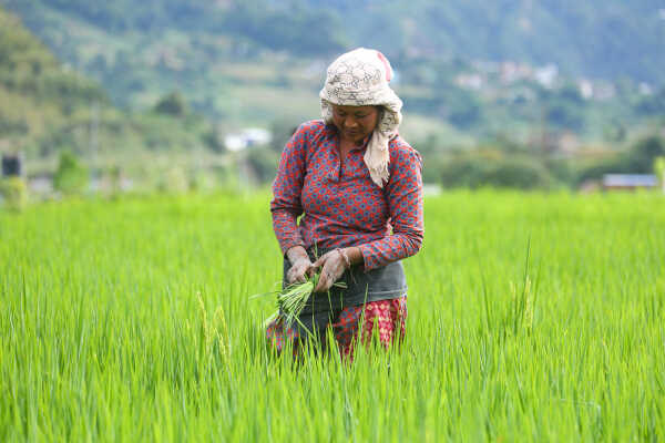 Green Terraces of Lalitpur – September 2, 2025