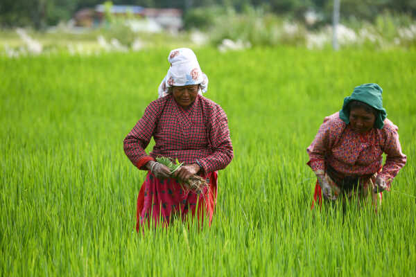 Green Terraces of Lalitpur – September 2, 2025