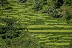 Rice Fields Along Araniko Highway, Sindhupalchok, Nepal