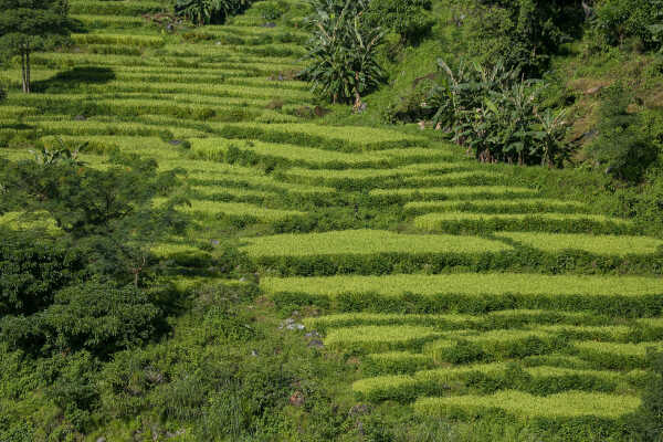 Rice Fields Along Araniko Highway, Sindhupalchok, Nepal