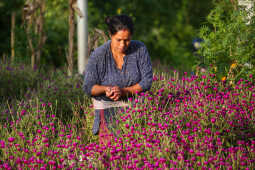 Farmers Harvest Makhamali Phool in Bhaktapur for the Tihar Festival