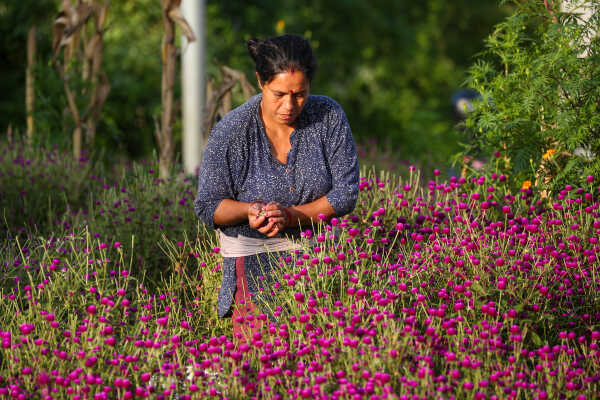Farmers Harvest Makhamali Phool in Bhaktapur for the Tihar Festival