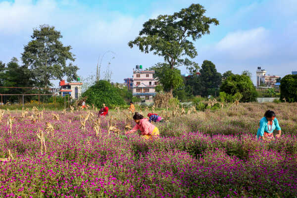 Farmers Harvest Makhamali Phool in Bhaktapur for the Tihar Festival