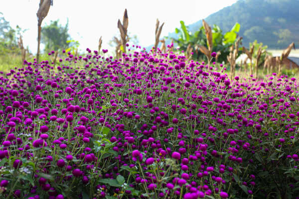 Farmers Harvest Makhamali Phool in Bhaktapur for the Tihar Festival