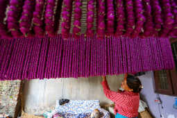 Farmers Harvest Makhamali Phool in Bhaktapur for the Tihar Festival