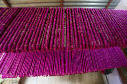 Farmers Harvest Makhamali Phool in Bhaktapur for the Tihar Festival