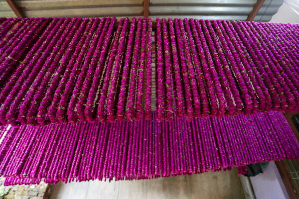 Farmers Harvest Makhamali Phool in Bhaktapur for the Tihar Festival