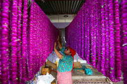 Farmers Harvest Makhamali Phool in Bhaktapur for the Tihar Festival