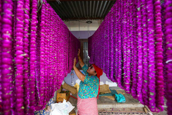 Farmers Harvest Makhamali Phool in Bhaktapur for the Tihar Festival