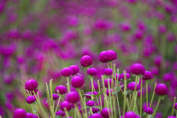 Farmers Harvest Makhamali Phool in Bhaktapur for the Tihar Festival