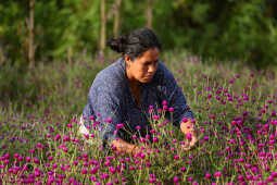 Farmers Harvest Makhamali Phool in Bhaktapur for the Tihar Festival