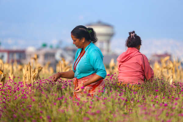 Farmers Harvest Makhamali Phool in Bhaktapur for the Tihar Festival