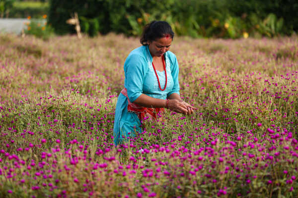 Farmers Harvest Makhamali Phool in Bhaktapur for the Tihar Festival