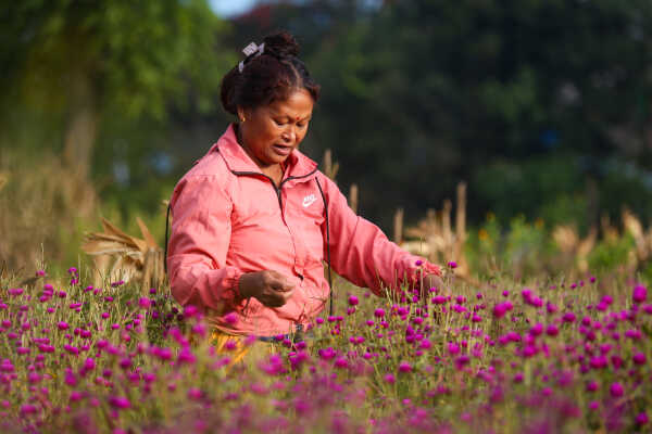 Farmers Harvest Makhamali Phool in Bhaktapur for the Tihar Festival