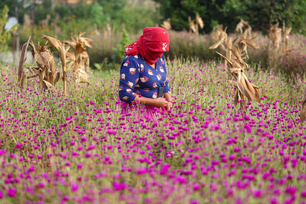 Farmers Harvest Makhamali Phool in Bhaktapur for the Tihar Festival