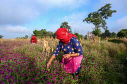 Farmers Harvest Makhamali Phool in Bhaktapur for the Tihar Festival
