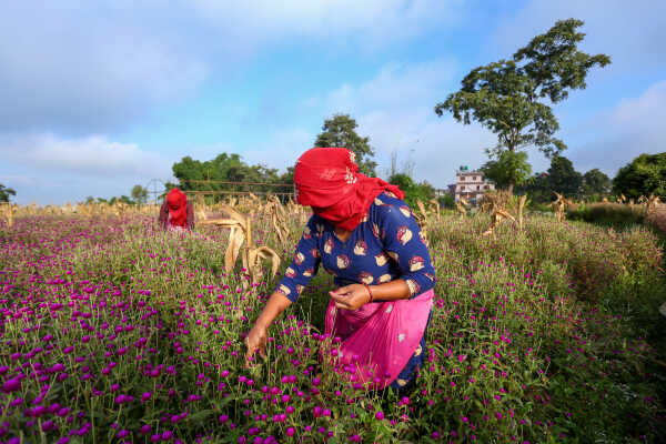 Farmers Harvest Makhamali Phool in Bhaktapur for the Tihar Festival