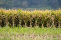Farmers in Bungamati Busy Harvesting Paddy