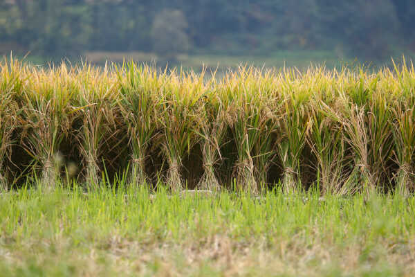 Farmers in Bungamati Busy Harvesting Paddy