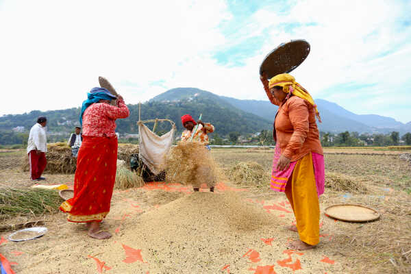 Farmers in Bungamati Busy Harvesting Paddy