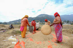 Farmers in Bungamati Busy Harvesting Paddy