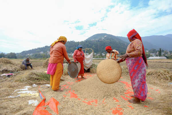 Farmers in Bungamati Busy Harvesting Paddy