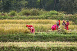 Farmers in Bungamati Busy Harvesting Paddy