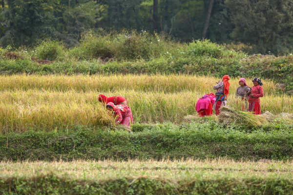 Farmers in Bungamati Busy Harvesting Paddy