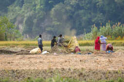 Farmers in Bungamati Busy Harvesting Paddy