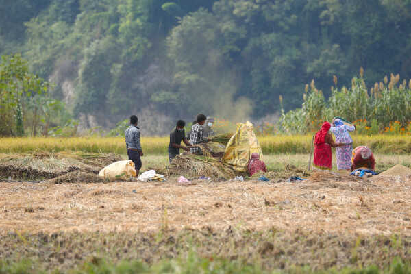 Farmers in Bungamati Busy Harvesting Paddy