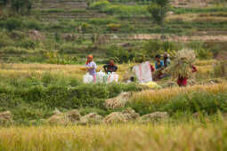 Farmers in Bungamati Busy Harvesting Paddy