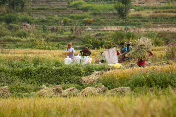 Farmers in Bungamati Busy Harvesting Paddy