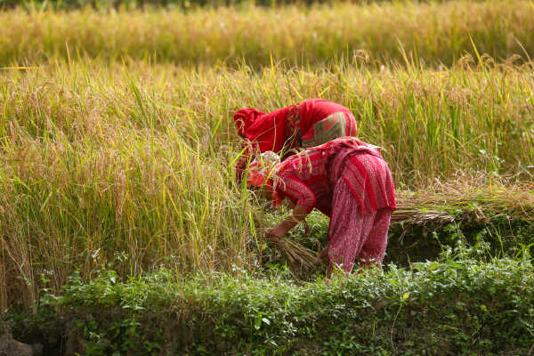 Farmers in Bungamati Busy Harvesting Paddy
