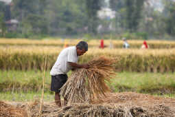 Farmers in Bungamati Busy Harvesting Paddy