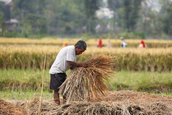Farmers in Bungamati Busy Harvesting Paddy
