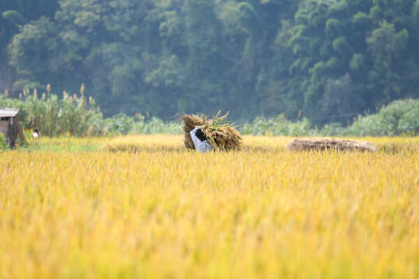 Farmers in Bungamati Busy Harvesting Paddy