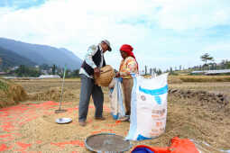 Farmers in Bungamati Busy Harvesting Paddy