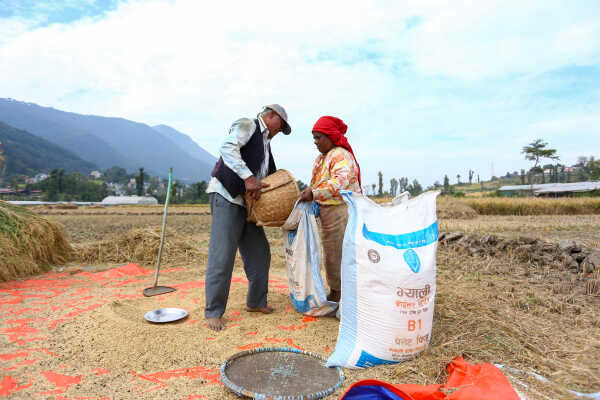 Farmers in Bungamati Busy Harvesting Paddy